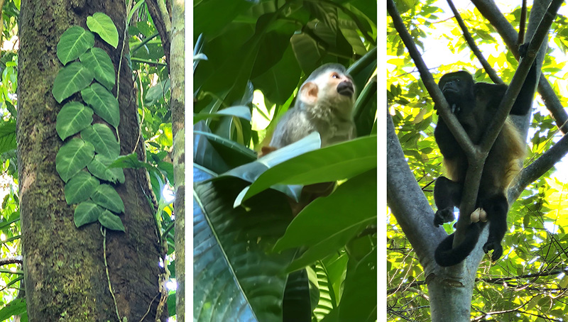 Green jungle leaves and monkeys: Photos taken at Manuel Antonio National Park in Costa Rica