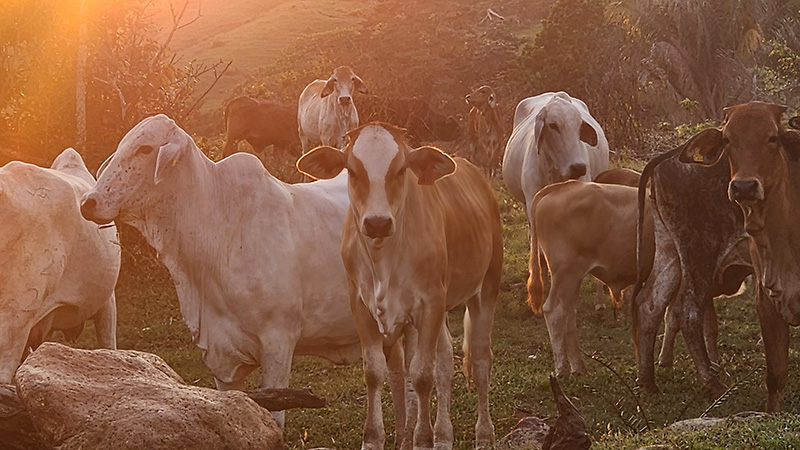 Cows at sunset near the Mauser Ecohouse in Costa Rica