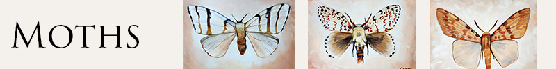 Intricate and delicate paintings of moths