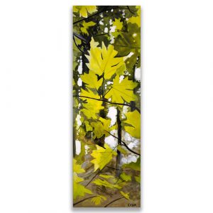 Big Leaf Maple in Fall Canvas Print