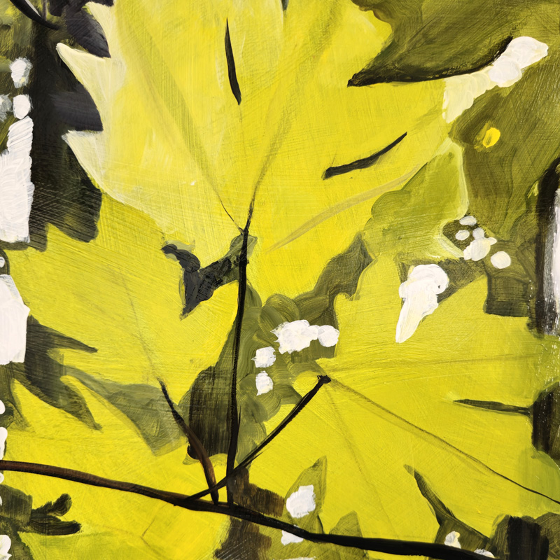 Close-up detail of painting of big leaf maple leaves in fall